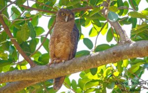 Northern Australia birding tours