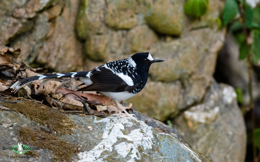 Northern India birding tour