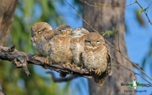 Northern India birding tour