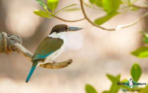 Northern Australia birding tours