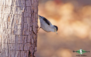 Northern Australia birding tours