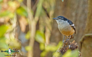 Northern Australia birding tours