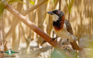 Northern Australia birding tours