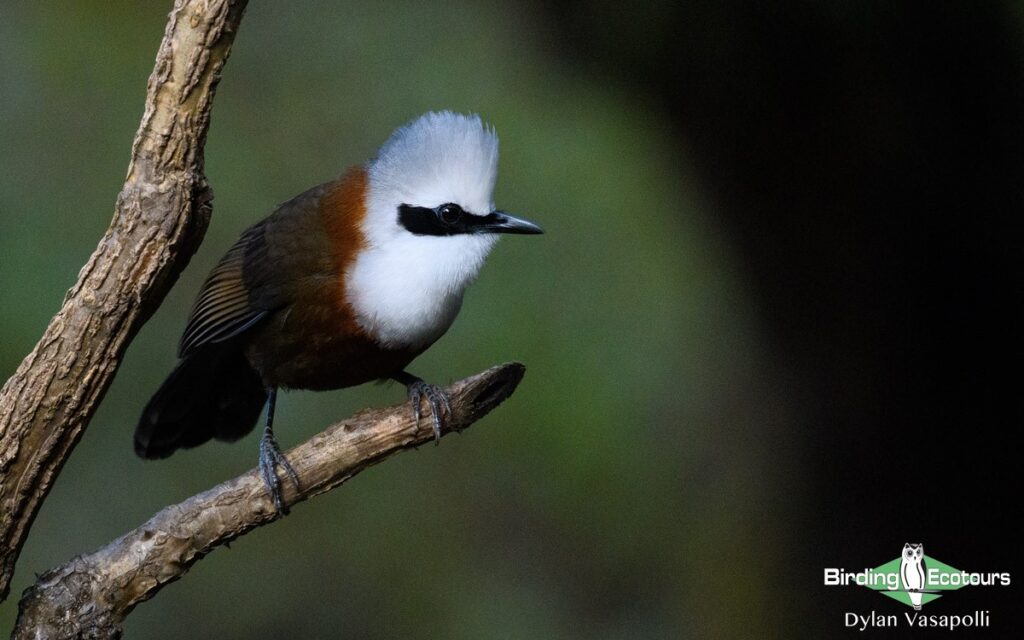 Northern India birding tour