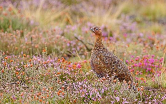 Scotland birding tour tile