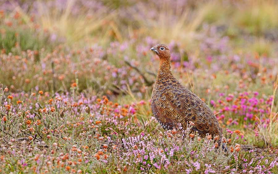 UK birding