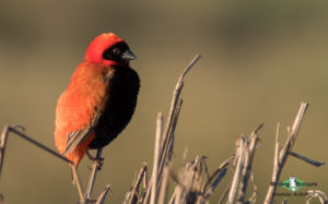 Johannesburg botanical garden birding tours