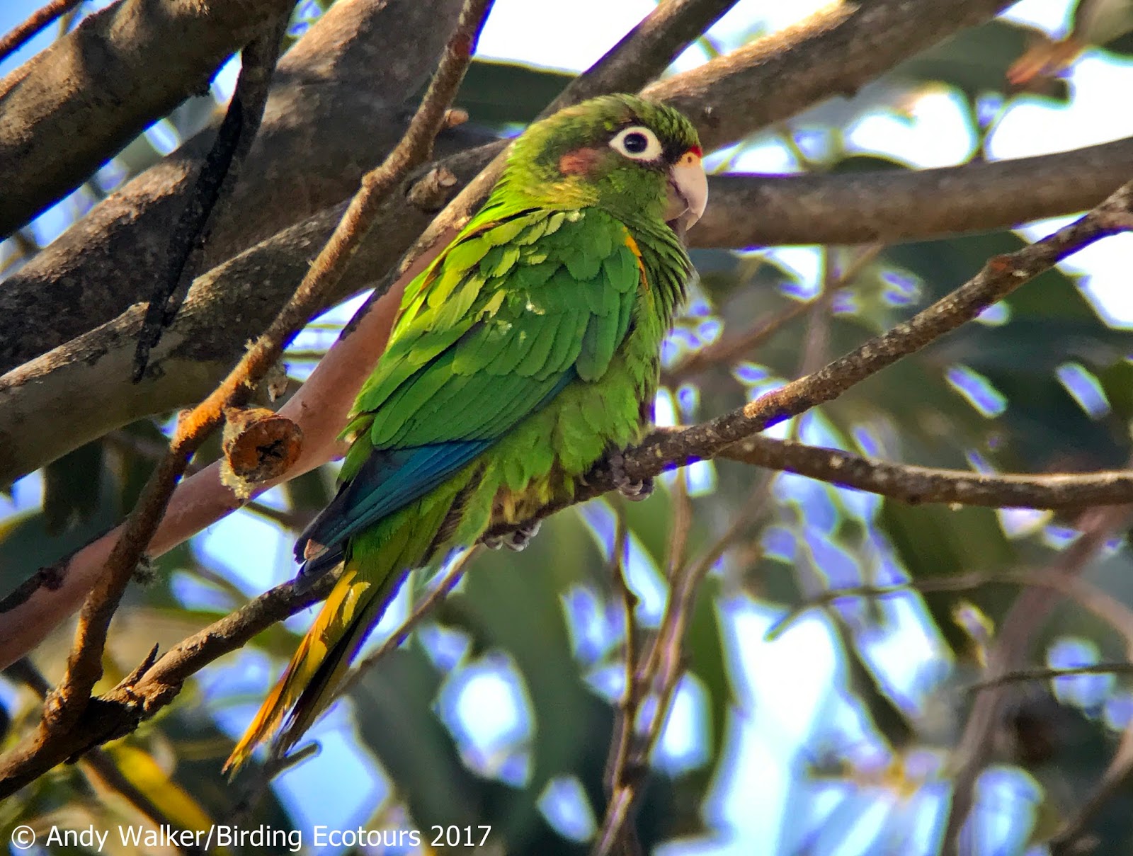 Colombia – April 2017 with Birding Ecotours