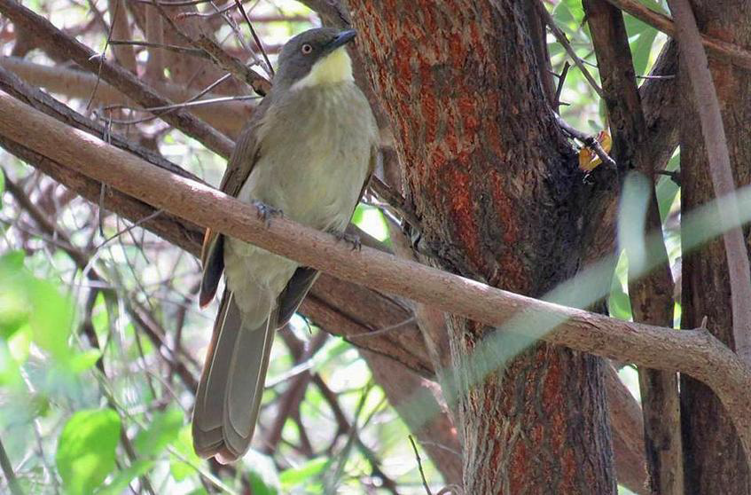 yellow throat leaflove bird