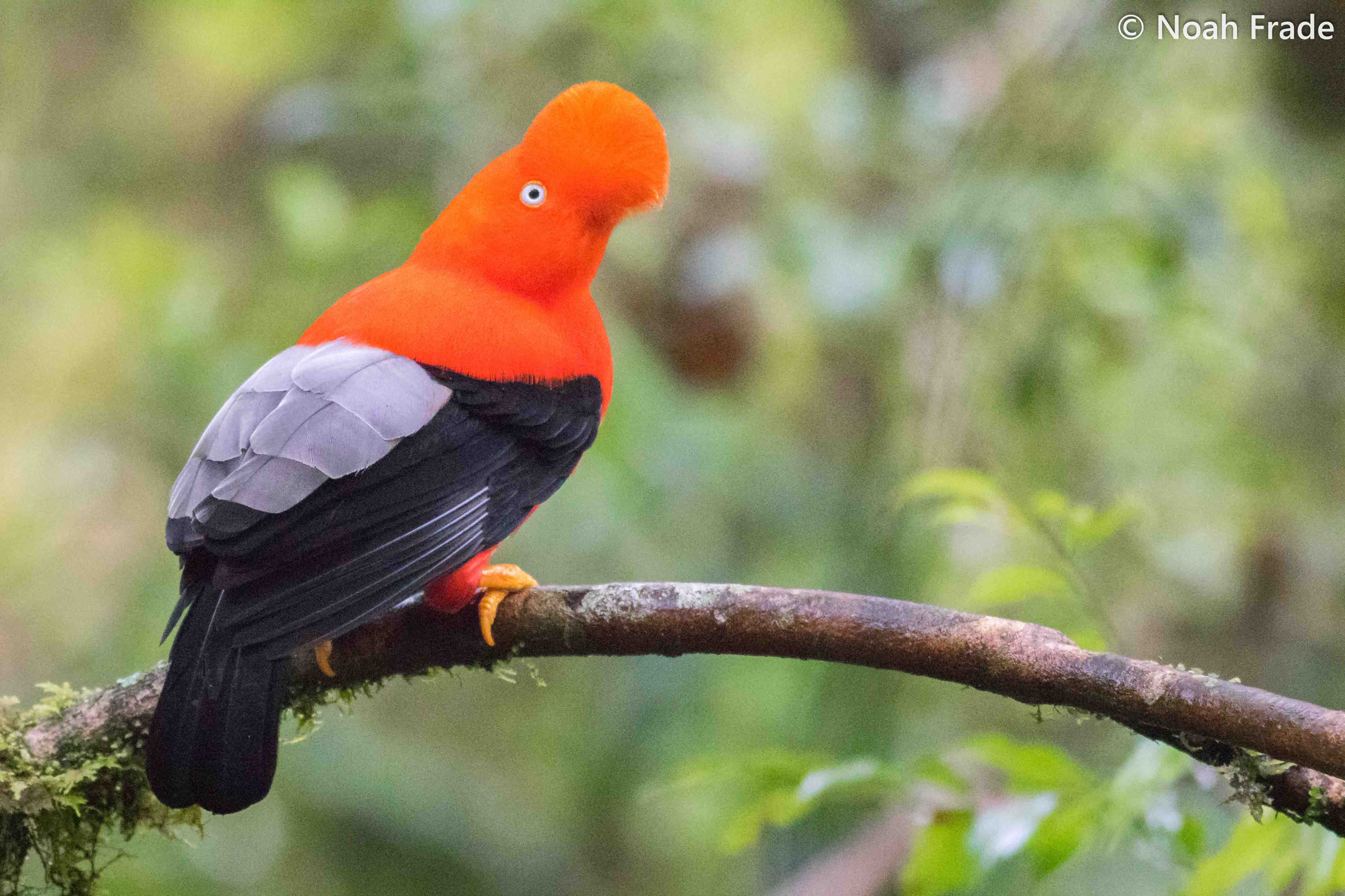 bird watching tours ecuador