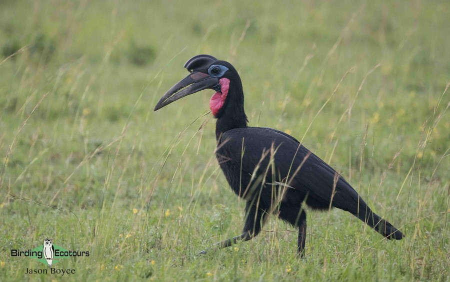 Uganda birding tours