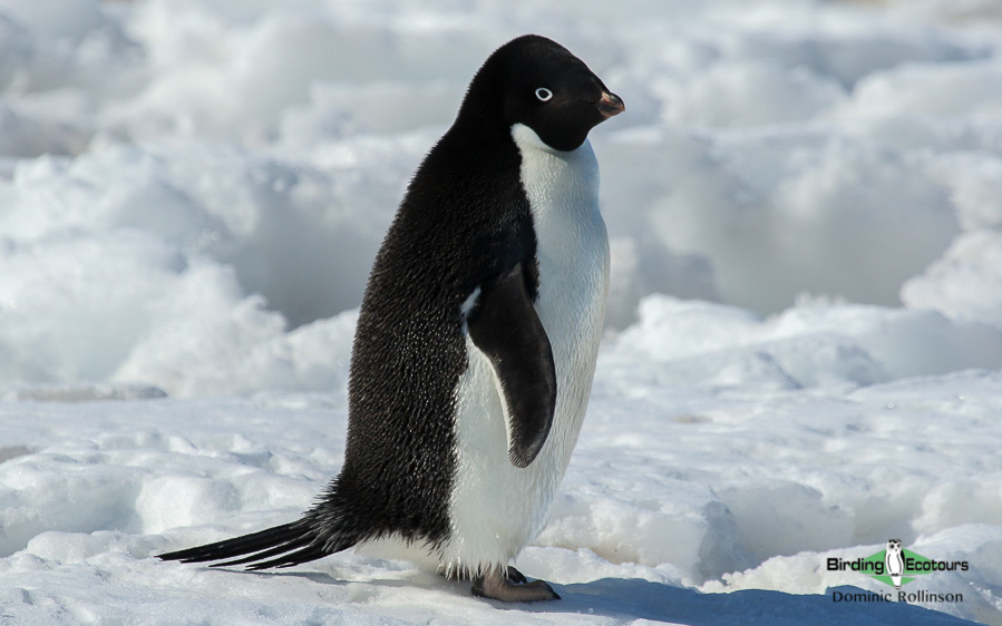 Antarctica birding tours