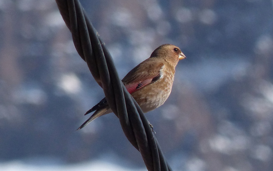 Morocco birding tours