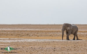 Namibia, Okavango and Victoria Falls birding tours