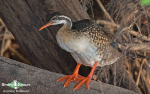 Namibia, Okavango and Victoria Falls birding tours