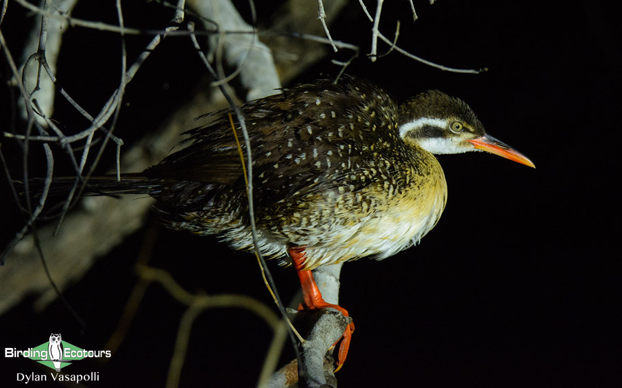 Zimbabwe birding tours