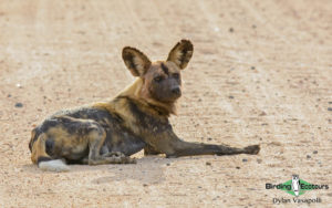 Zimbabwe birding tours