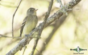 Maine birdwatching