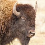 Yellowstone birding and wildlife tour