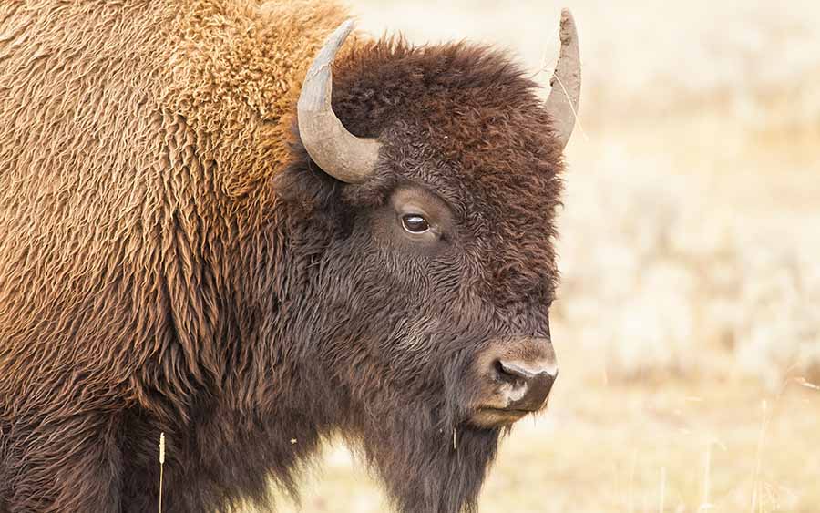 Yellowstone birding and wildlife tour