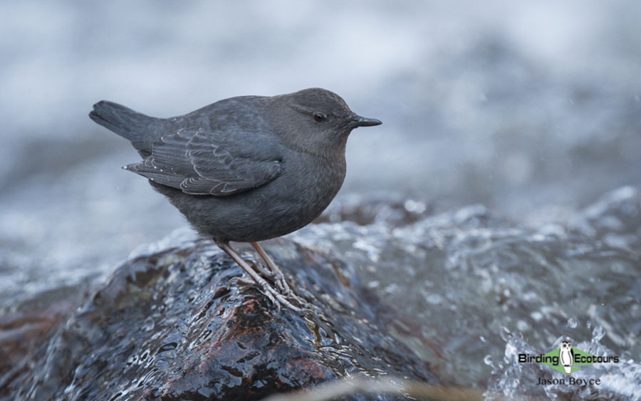 Yellowstone birding and wildlife tour