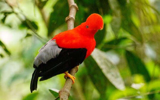 Manu Road birding tours