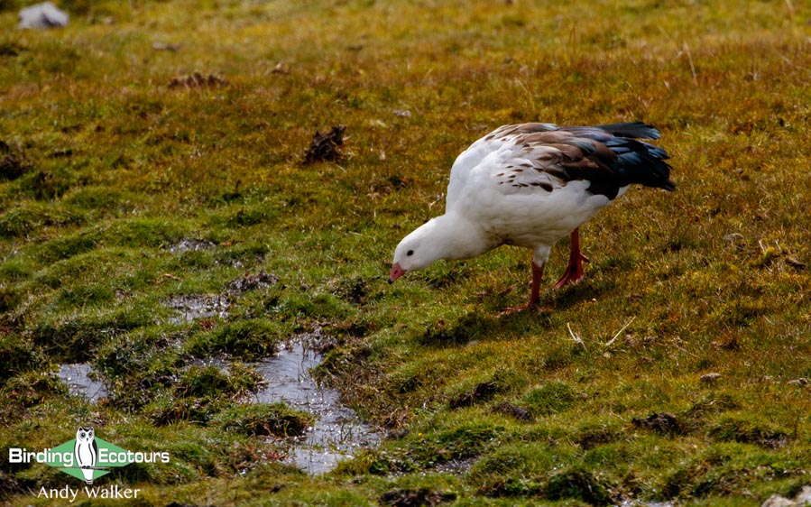 Machu Picchu birding tours