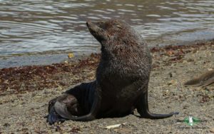 Antarctica birding tours