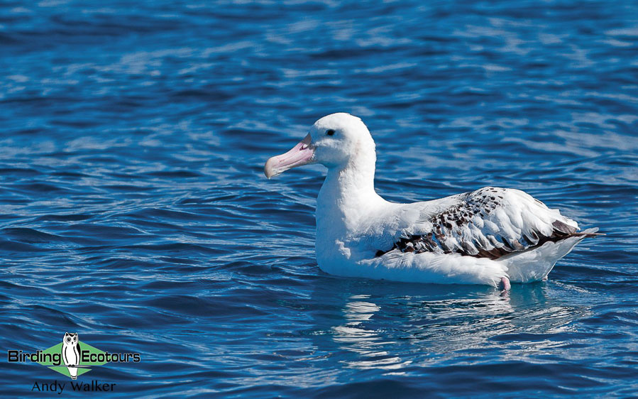 New Zealand birding tours