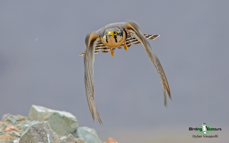 Central Peru birding tours