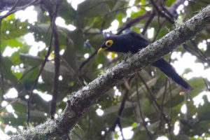 The Philippines birding tours