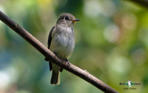 Sri Lanka birding tours