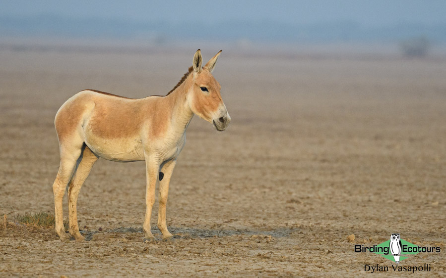 Northwest India birding tours