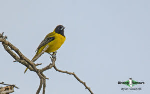 Texas birding tours