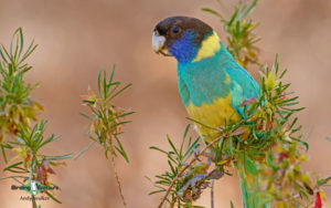 Southwest Australia birding tours