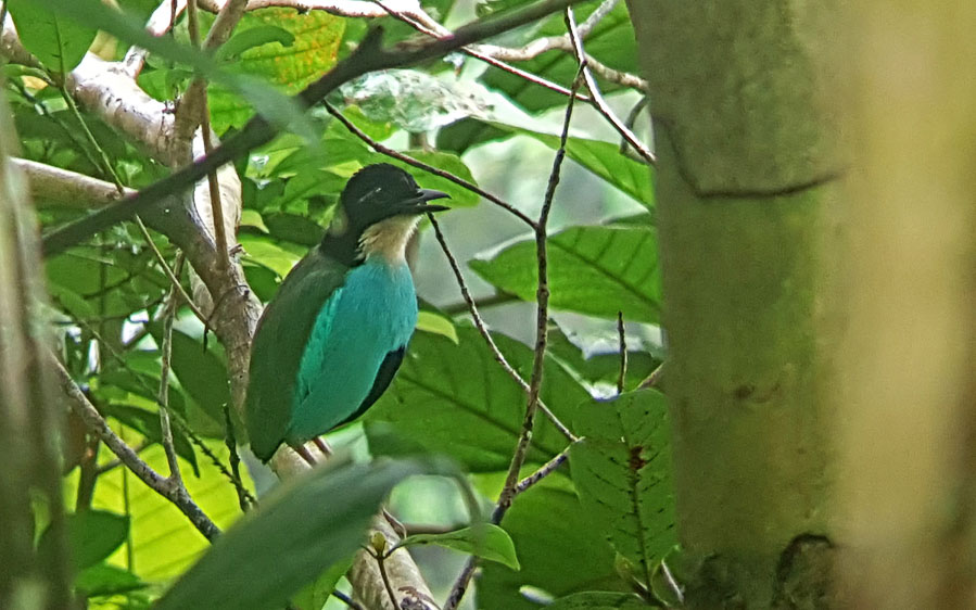 The Philippines birding tours