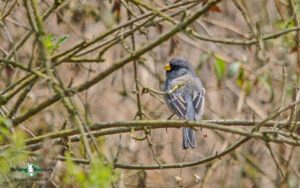 Machu Picchu birding tours