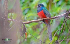 Cameroon birding tours