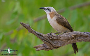 Namibia, Okavango and Victoria Falls birding tours