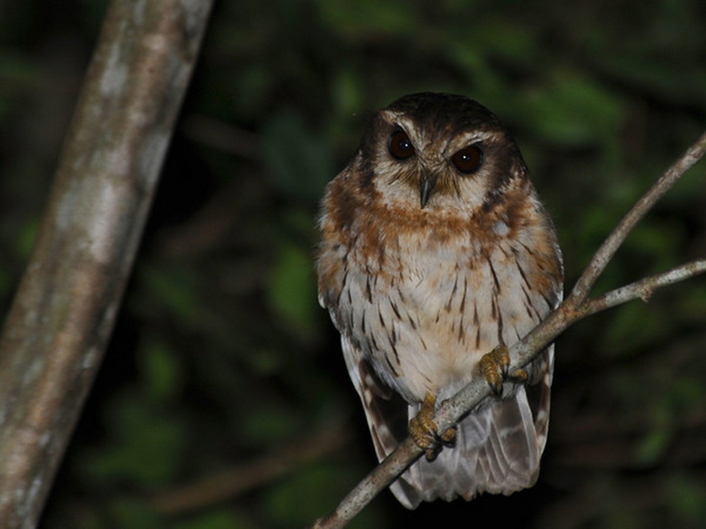 Cuba birding tours