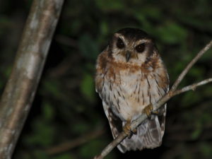 Cuban birding tours