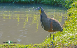 Costa Rica Birding Escape