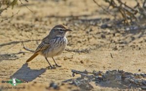 Cape, Namaqualand and Kalahari birding tours