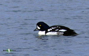 Wyoming birding tours