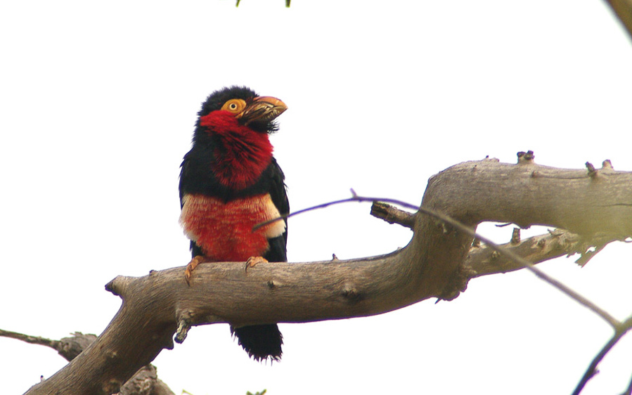 Ghana birding tours