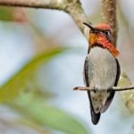 Cuba birding tours