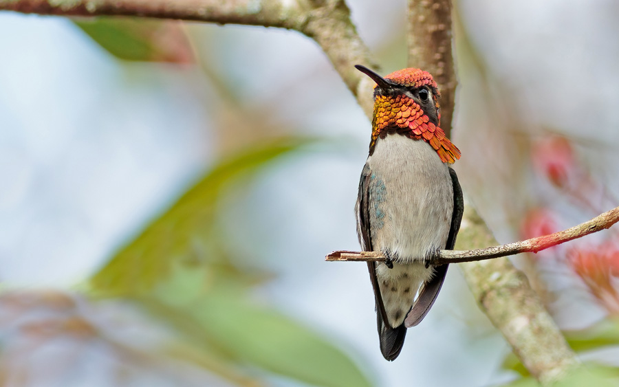 Cuba birding tours