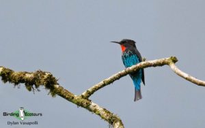 Ghana birding tours