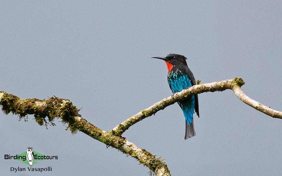 Ghana birding tours