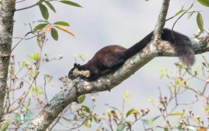 Himalayas birding tours